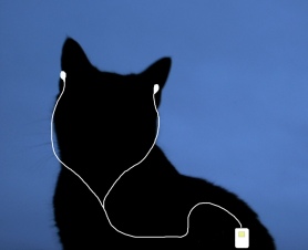 Cat wearing an iPod